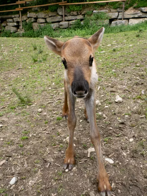 Erst wenige Tage alt und schon so neugierig. Vor Kurzem kamen zwei Rentierbabys im Zoo Hellbrunn auf die Welt. | Foto: Jasmin Kiener