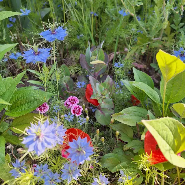 Ein arrangement von Blumen die mich angezogen haben in dieser sonnigen Lage, Vielfalt und ich bestaunte diese mit offenem Blick und Freude. | Foto: Sibylle 