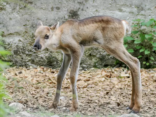 Foto: Angelika Köppl