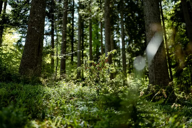 Mischwald im Forstrevier Faisentau in Salzburg. | Foto: oebf/Roast Media