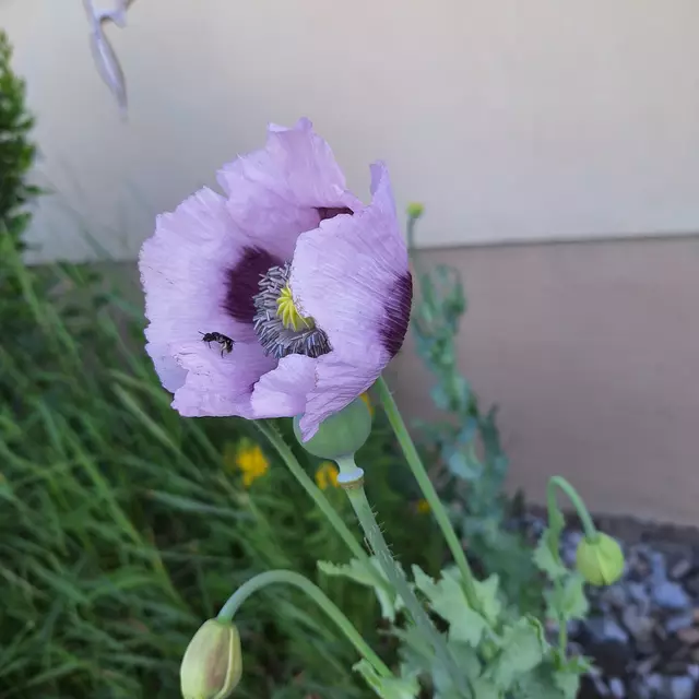 Mohnblume ,mit einer Biene die sich gerade von zwei mitstreiter behauptete, und nun den Nektar für sich einnahm. | Foto: Sibylle 