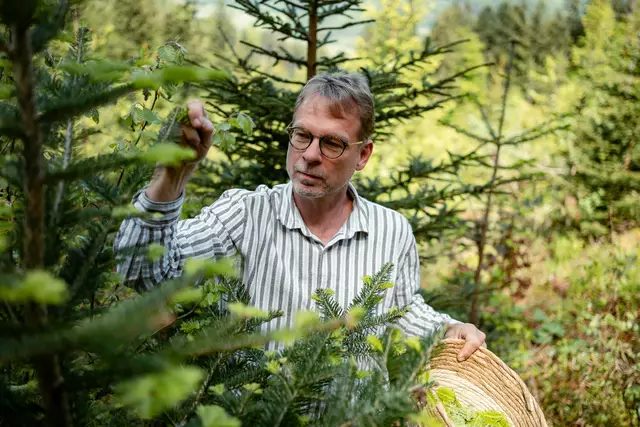 Braumeister Axel Kiesbye bei der Ernte der Tannenwipferl im ÖBf-Forstrevier Faistenau in Salzburg. | Foto: oebf/Roast Media