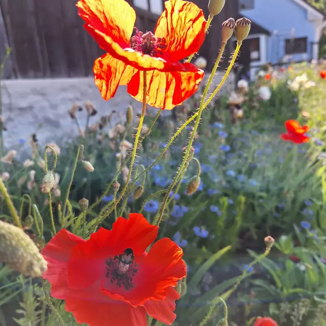 Wie fein doch die Blumenblüten ins Licht durchscheinen. Bezaubernd einfach schön. | Foto: Sibylle 