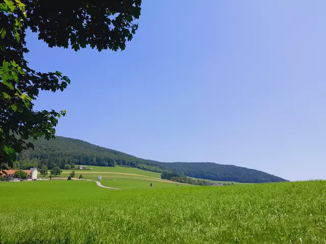 Diesmal mache geh ich nach Haselbach hinauf. Über Grillbichl könnte ich eine Runde gehen, die mir aber diesmal zu lang ist.