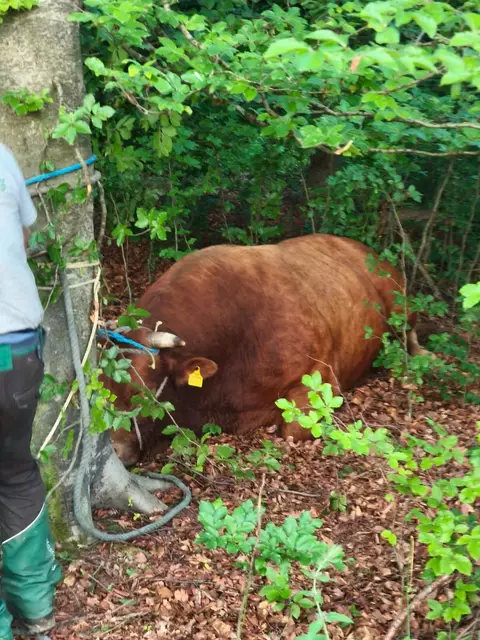 Nicht alltäglich: In Peggau sorgte ein entlaufener Stier für Sorgenfalten. | Foto: Christoph Pirstinger
