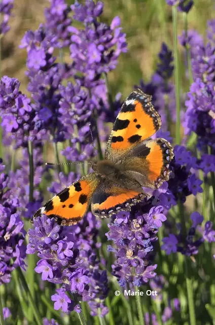 Trauerspruch, Trauergedanken, Zeilen