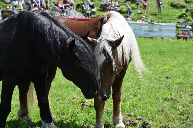 Zwischendurch gibt es auch friedliches Beschnuppern und kurze Ruhepausen.   | Foto: Pletzer