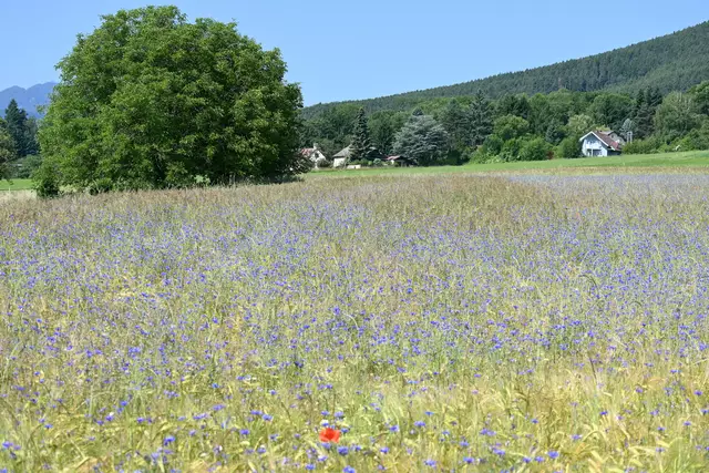 Kornblumen-Feld