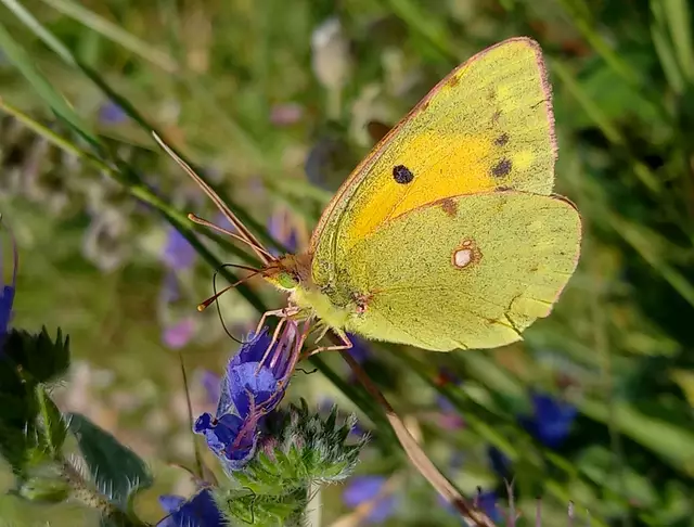 Foto: H.Bachinger 