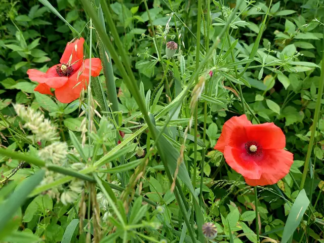 Foto: H.Bachinger 