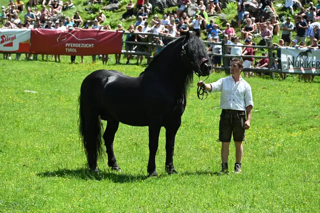 Die Hengste werden einzeln in die Absperrung geführt.  | Foto: Pletzer