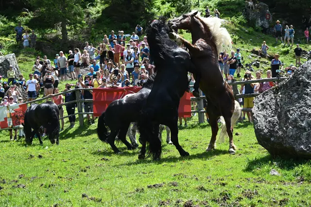 Die Kämpfe sehen oft dramatischer aus als sie sind.  | Foto: Pletzer
