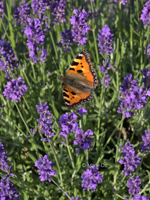 Flieg, Schmetterling flieg!