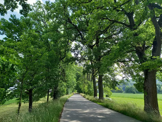 Weitwörther Allee | Foto: H.Bachinger 