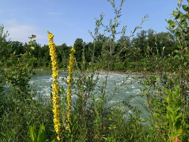 Foto: H.Bachinger 