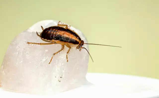 In einer Nachbarwohnung des Schülerhortes Dreiheiligenstraße Innsbruck wurden Schaben entdeckt. Die Kinder Essen aus Hygienegründen jetzt auswärts.  | Foto: Erik Karits/Unsplash/ Symbolbild