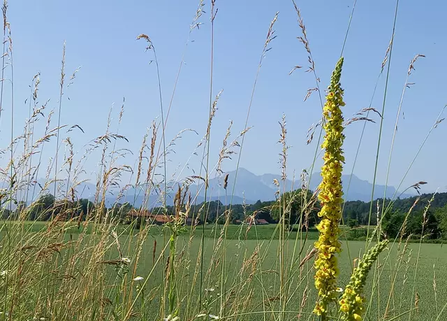 Foto: H.Bachinger 