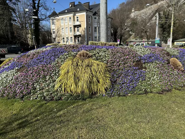 Die aktuelle Frühlingsbepflanzung bleibt nun mindestens bis Mitte Mai, danach folgen die "Sommerblumen", wie etwa Sonnenlieschen, Verbenen und Tagetes. | Foto: Lisa Gold