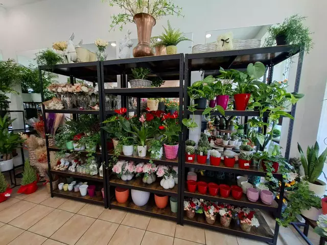 Zimmerpflanzen haben immer Saison | Foto: Michael Ellenbogen