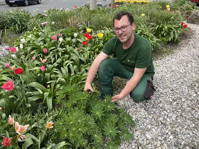 Mit Leib und Seele Gärtner: Stadtgärtner Markus Iwanoff zeigt die bunt blühenden Kreisverkehre | Foto: Lisa Gold