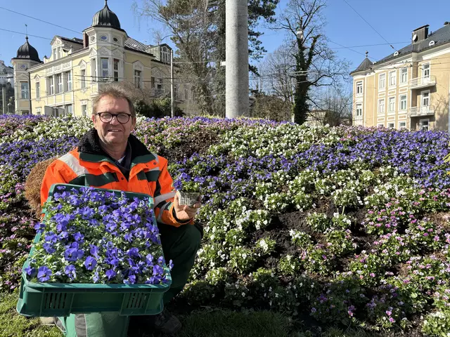 Eine kunterbunte Frühlingswiese und blühende Verkehrsinseln: die Salzburger Stadtgärtner sind ganz im Frühlingsmodus.
 | Foto: Lisa Gold