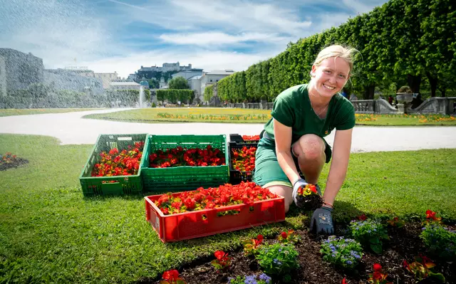 Der Mirabellgarten wird verschönert: Gärtnerin Christina Höpflinger beim Pflanzen von Eisbegonien | Foto: Archivfoto: Stadt Salzburg/Alexander Killer