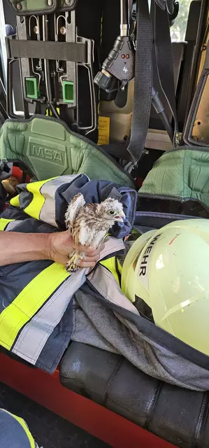Ein Jungfalke war in Ratzersdorf abgestürzt. Schnell half die FF dem kleinen Tier. | Foto: DOKU-NÖ