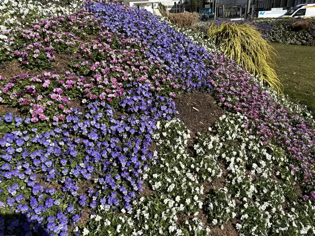 Die aktuelle Frühlingsbepflanzung bleibt nun mindestens bis Mitte Mai, danach folgen die "Sommerblumen", wie etwa Sonnenlieschen, Verbenen und Tagetes. | Foto: Lisa Gold