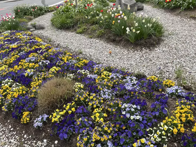 Ein buntes Farbenmeer in der Stadt bei diesem Kreisverkehr.  | Foto: Lisa Gold 