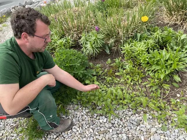 Mit Leib und Seele Gärtner: Stadtgärtner Markus Iwanoff zeigt die bunt blühenden Kreisverkehre | Foto: Lisa Gold 