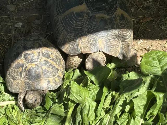 Schildkröten lieben frische Salate und Kräuter. | Foto: Waltraud Fischer