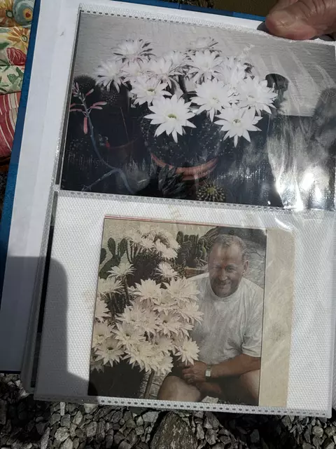 Ganz selten: Diese Fotos zeigen Emil Engleder mit den Blüten der Königin der Nacht. | Foto: MeinBezirk/Kirschner