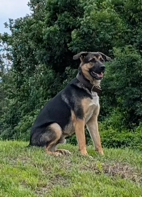 Rüde Albert ist im April 2024 geboren, verträgt sich gut mit anderen Hunden und mag Kinder. Der Schäfer-Mischling mit Stummelschwänzchen genießt Streicheleinheiten und lernt schnell viel dazu.

Kontakt: 0664/1276603 | Foto: Pfotenhilfe Tulln