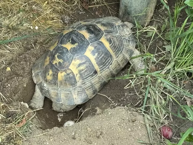 Foto: Waltraud Fischer