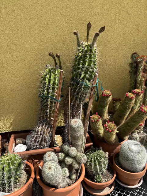 Die große „Königin der Nacht“ blüht nur einmal im Jahr für eine Nacht. In ein paar Tagen soll es bei Engleder endlich so weit sein. | Foto: MeinBezirk/Kirschner