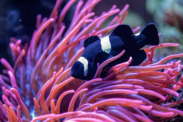 Clownfische reagieren empfindlich auf Verschmutzung und steigende Wassertemperaturen. | Foto: Haus des Meeres