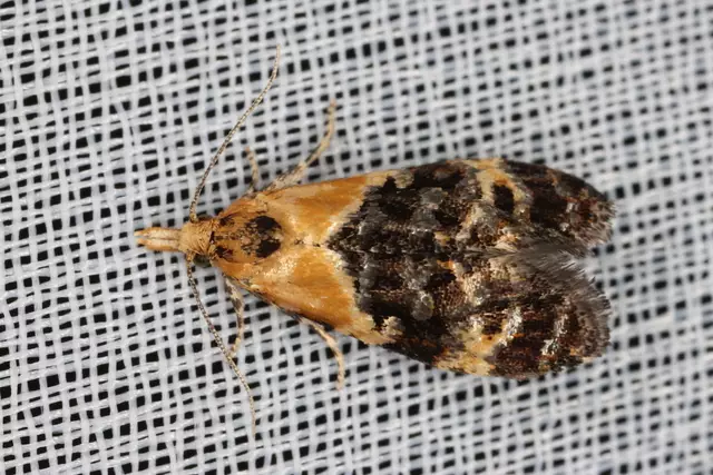 Gestatten, mein Name ist "Phtheochroa schreibersiana" - einen deutschen Namen habe ich noch nicht. | Foto: Gernot Kunz