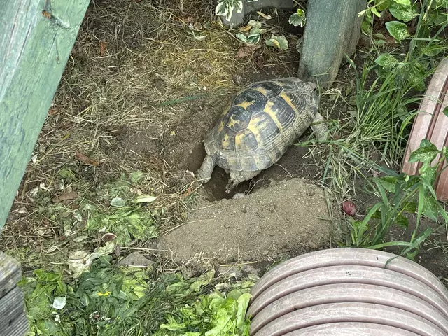 Foto: Waltraud Fischer