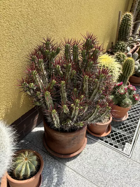 Dieses Prachtexemplar besitze Engleder schon seit vielen, vielen Jahren. Aufgeblüht ist er noch nie - doch auch das könnte sich jeden Tag ändern. | Foto: MeinBezirk/Kirschner