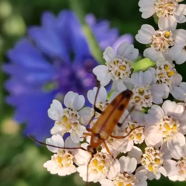 Ein siebenpunktierter Halsbock auf einer Schafgarbe