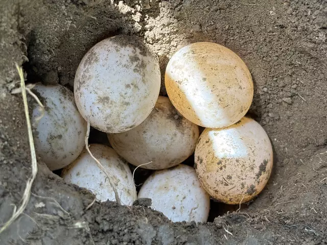 Keine Seltenheit mehr: Die Schildkröten lieben die Temperaturen in der Südsteiermark und sorgen auch vermehrt für Nachwuchs. | Foto: Waltraud Fischer
