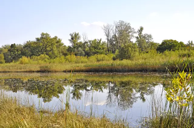 Der Gemeinderatsausschuss beschloss Investitionen in ein Grundwasserströmungsmodell als Grundlage für die weitere Vorgehensweise bei der Unteren Lobau. | Foto: APA-Grafik/picturedesk.com