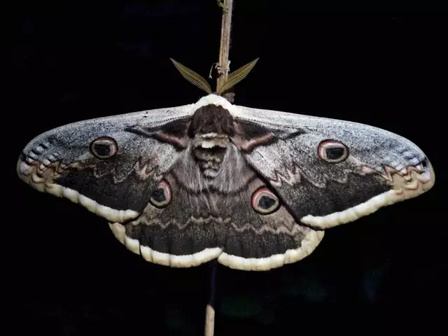 Foto: Leonardo Silvestri