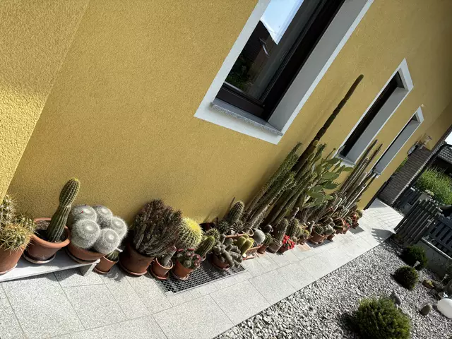 Um die 100 Kakteen stehen bei Engleder im Garten. | Foto: MeinBezirk/Kirschner