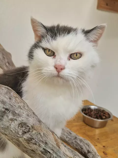 Der Eindruck täuscht! Astrid ist eine äußerst liebe Schmusekatze! | Foto: Arche Wels