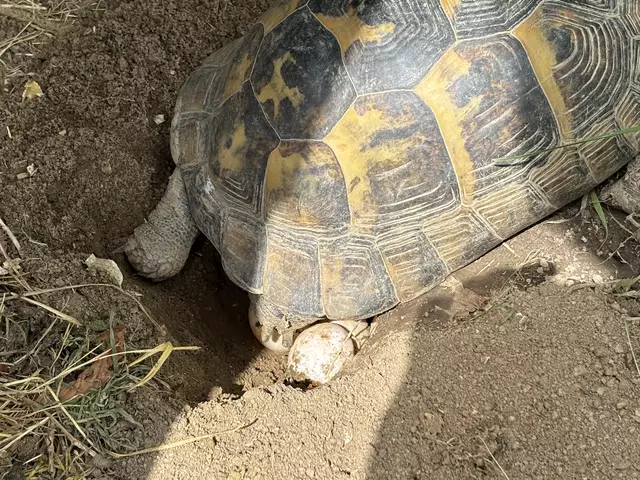Sorgfältig gräbt die Schildkröte ihre Eier mit den Hinterfüssen in die Erde ein. | Foto: Waltraud Fischer