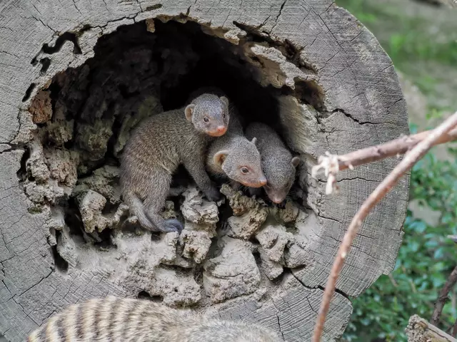 Gerade das Stehlen von Eierschalen interessiert die kleinen Zebramangroven laut Angaben des Zoos aktuell. | Foto:  Zoo Salzburg/Angelika Köppl
