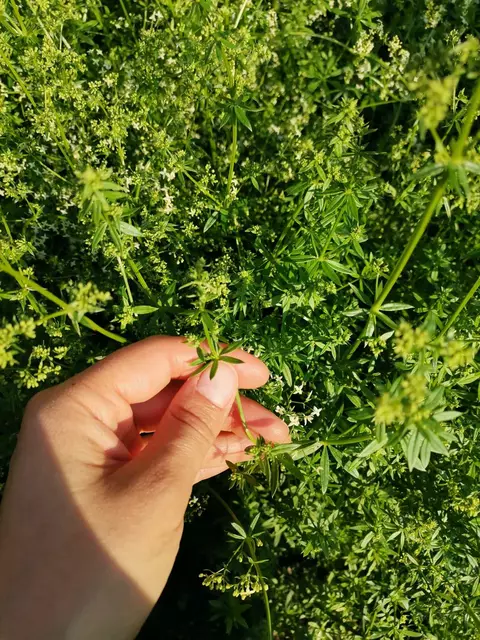 Foto: KEM Mondseeland