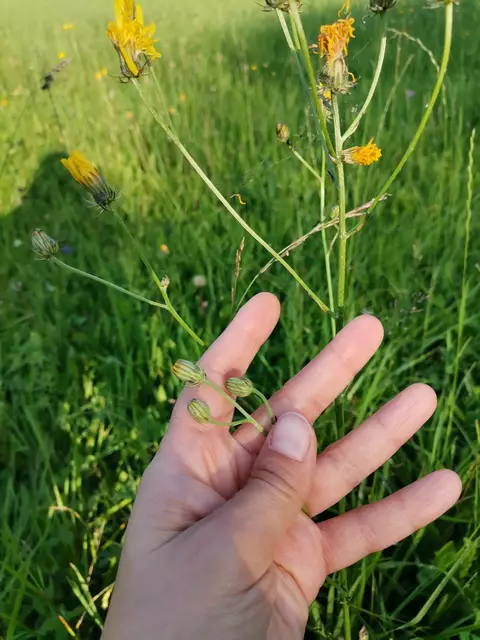 Foto: KEM Mondseeland