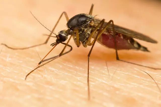 Ein wirkungsvolles Mittel gegen Gelsen sind sogenannte Repellentien. Diese Insektenschutzmittel versorgen die Haut mit einem Geruch, der Gelsen fernhält. | Foto: Smarterpix/corlaffra